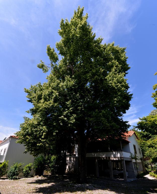 Casa Da Vila Vizela Exterior foto